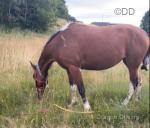 15hh Driving Mare