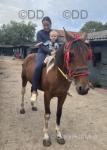 15hh Driving Mare
