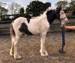 Colt Foal