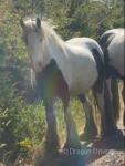 13hh Gelding