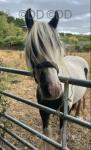 13hh Gelding