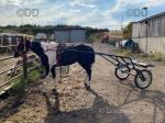 Turkish, 15hh Driving Gelding with Cart & Harness