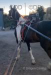 Turkish, 15hh Driving Gelding with Cart & Harness