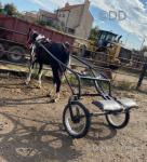 Turkish, 15hh Driving Gelding with Cart & Harness