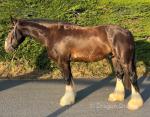 16hh Riding Gelding