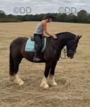 16hh Riding Gelding