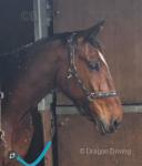 Harry, 16.2hh Riding Gelding