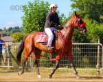Harry, 16.2hh Riding Gelding