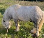10hh Stallion