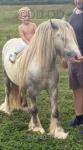 10hh Stallion