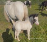 10hh Stallion