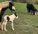 10hh Stallion