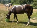 Yearling Welsh Section D Gelding