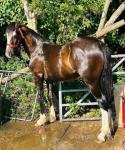 Yearling Welsh Section D Gelding