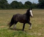 3 Year Old Gelding