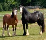 3 Year Old Gelding