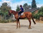 Charlie, 17.2hh Thoroughbred Riding Gelding