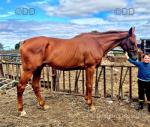 Charlie, 17.2hh Thoroughbred Riding Gelding