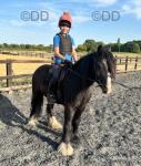 12.3hh Riding Gelding