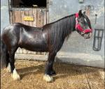 12.3hh Riding Gelding