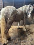 2 Year Old Colt