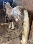 2 Year Old Colt