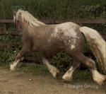 2 Year Old Colt