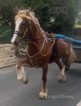 Heartbroken to be writing this as I love this cob, if I didn't have two of my own I'd buy him myself, but you can't work them all. My daughter's just wanting a change & is looking for something heavier for her bow top next year, so I may consider a px/swap. Heartbroken to be writing this as I love this cob, if I didn't have two of my own I'd buy him myself, but you can't work them all. My daughter's just wanting a change & is looking for something heavier for her bow top next year, so I may consider a px/swap.