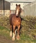 Prince, 14.2hh Ride & Drive Gelding