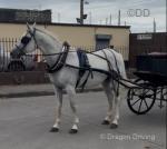 15.3hh Driving Gelding