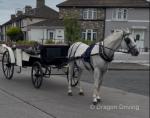 15.3hh Driving Gelding
