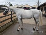15.3hh Driving Gelding