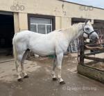 15.3hh Driving Gelding