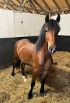 Yeleva Welsh Comet, Yearling Colt 