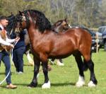 Yeleva Welsh Comet, Yearling Colt 