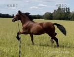 Yeleva Welsh Comet, Yearling Colt 