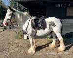 Tommy, 14hh Ride and Drive Gelding with Cart and Harness