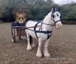 Tommy, 14hh Ride and Drive Gelding with Cart and Harness