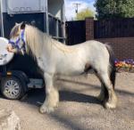 12.3hh Gelding