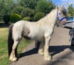 12.3hh Gelding