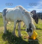 Yearling Gelding 