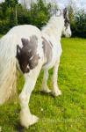Yearling Gelding 