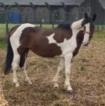 15.2hh Riding Mare