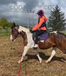 15.2hh Riding Mare
