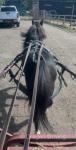 Shetland Ride and Drive Gelding 