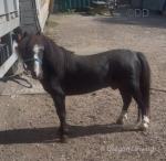 Shetland Ride and Drive Gelding 