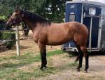 16hh Mare