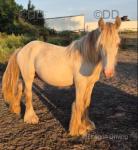 San Cler Welsh Fargo, Yearling Colt