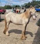 San Cler Welsh Fargo, Yearling Colt