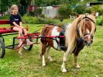 Ride and Drive Stallion